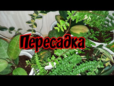 Видео: Пересадка