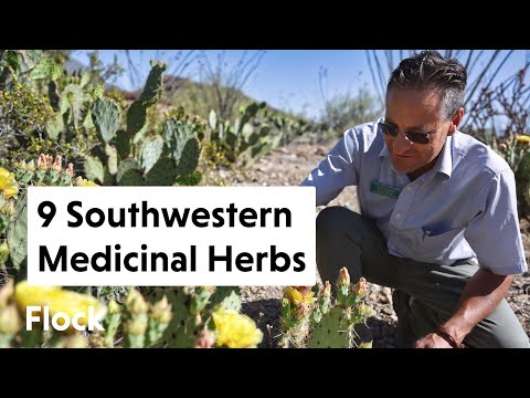 Видео: 9 ЛЕКАРСТВЕННЫХ И СЪЕДОБНЫХ ТРАВ ЮГО-ЗАПАДА — Эпизод 191