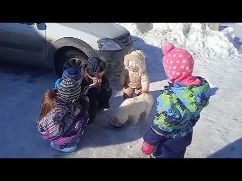 Видео: Одной жизнью с гигантами с пряничным сердцем. Новый щенок Алабая.