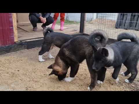 Видео: Почему щенки не слушаются + Американская Акита щенки