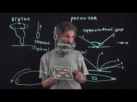 Видео: Цитология. Лекция 9. Жгутики и реснички. Окштейн И.Л.
