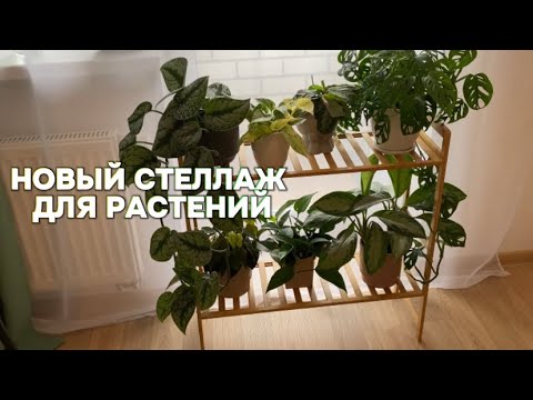 Видео: Новый стеллаж для растений, обзор моих растений