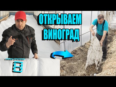 Видео: КОГДА ОТКРЫВАТЬ ВИНОГРАД ПОСЛЕ ЗИМОВКИ? СЕВЕРНЫЙ ВИНОГРАДНИК 5-21. ВИНОГРАД В ТЕПЛИЦЕ