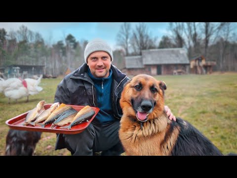 Видео: Коптим скумбрию горячего копчения . Целый день с граблями .