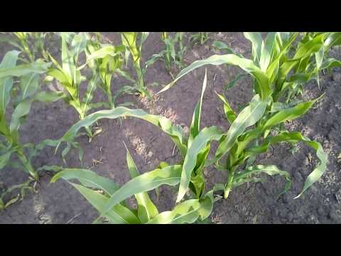 Видео: 11.06.18 Кукурудза - карбамід + Авангард кукурудза 1 л/га + авангард Zn 1 л/га