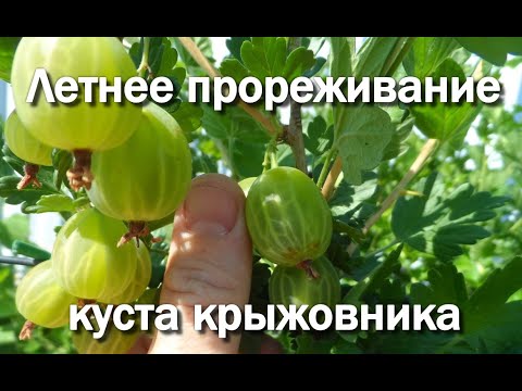 Видео: Летнее прореживание куста крыжовника
