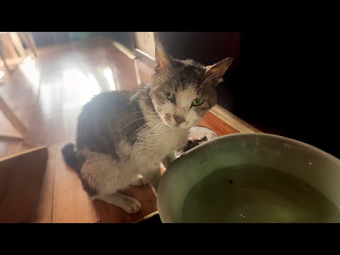 Видео: Кот вернулся через 2 года не потому, что скучал, а потому, что умирал.