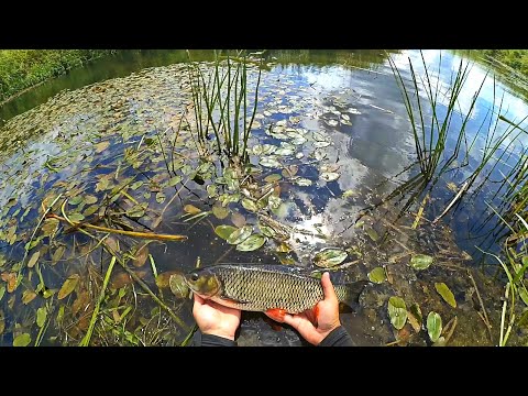 Видео: Крупные голавли-лапти клюют на жука. Рыбалка на малой реке. Нахлыст.