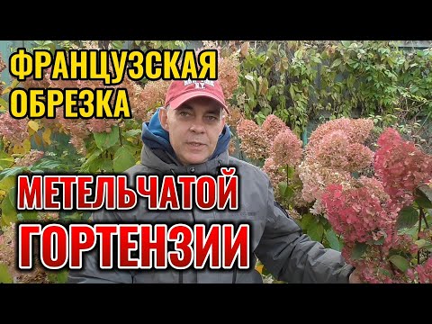 Видео: Французская обрезка сорта метельчатой гортензии СТАР РОУЗ на раннее и обильное цветение 🌺#garden