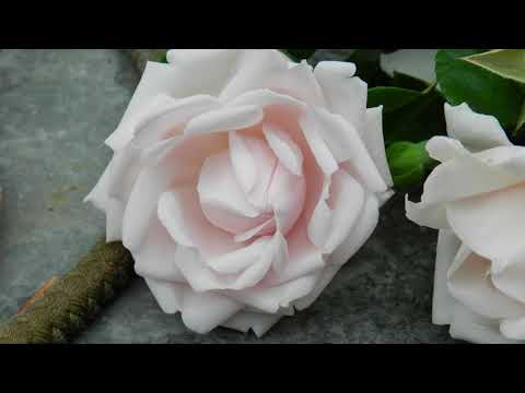 Видео: Нью Даун - нежная плетистая роза для арок