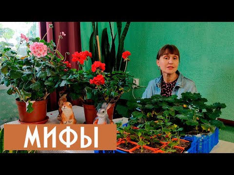 Видео: Развеиваю мифы о цветении пеларгонии! Как добиться пышного цветения пеларгонии круглый год