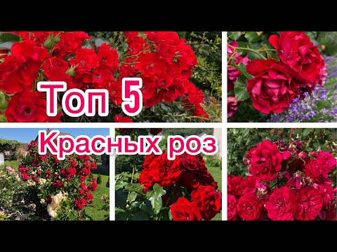 Видео: ТОП 5 🌹 КРАСНЫЕ РОЗЫ 🌹 ЦВЕТЕНИЕ 2022 🌹