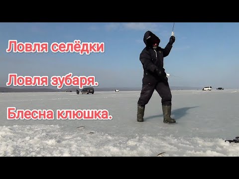 Видео: Зимняя рыбалка Межковрижье. Ловля зубаря на блесна Приморье. Ловля селёдки на блесна.