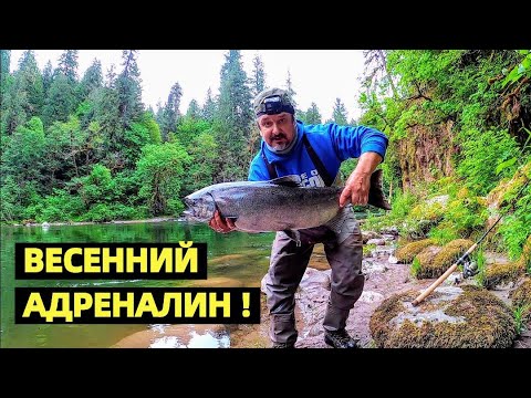 Видео: КОРОЛИ ЗАШЛИ В РЕКИ !!! ЧАВЫЧА - КОРОЛЕВСКИЙ ЛОСОСЬ. ОТКРЫТИЕ СЕЗОНА. РЫБАЛКА В США