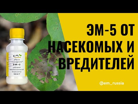 Видео: Оригинальный японский "ЭМ-5" или создать биозащиту растений от насекомых-вредителей и болезней