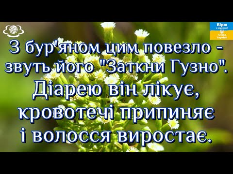 Видео: З бур'яном цим повезло - звуть його "Заткни Гузно".