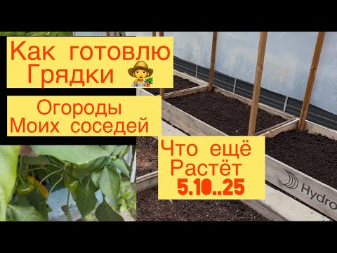 Видео: КАК ГОТОВЛЮ ГРЯДКИ 👩‍🌾 ЧЕМ ЗАНИМАЕМСЯ В ОГОРОДЕ 👩‍🌾☕️ ЧТО ЕЩЁ РАСТЁТ 🌶️🍓👩‍🌾