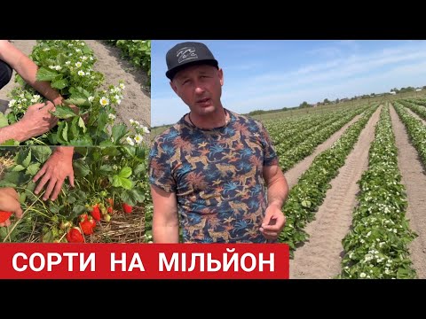 Видео: Полуниця на мільйон. Супер врожайні сорти. 100 ягід на кущі.