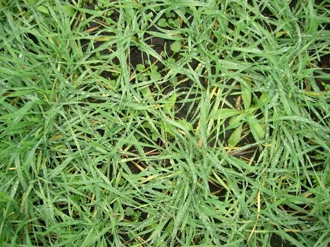 Видео: Влияние плотности почвы на формирование урожая озимой пшеницы, возделываемой по технологии No-till