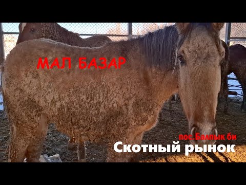 Видео: Балпык би Скотный рынок Мал Базар от (14.12.2024г) обзор