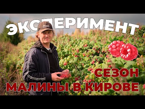Видео: Антон Кашин. Эксперимент с малиной в Кирове