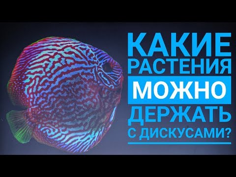 Видео: Дискусы. Какие растения можно держать с дискусами?