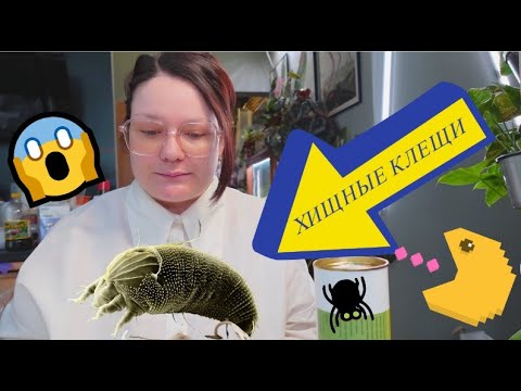 Видео: Хищные клещи против паутинного клеща , трипсов