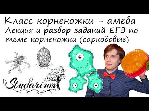 Видео: Класс корненожки, саркодовые. Амеба. Лекция и разбор заданий ЕГЭ по теме корненожки.