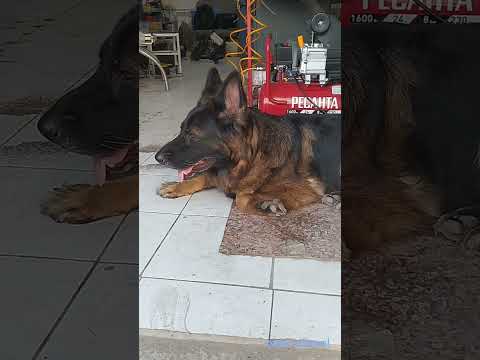 Видео: Простой стенд ТНВД чтоб делать иномарки