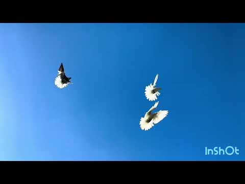 Видео: Николаевские голуби