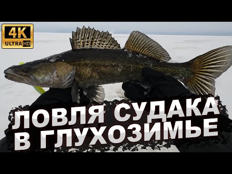 Видео: ЛОВЛЯ СУДАКА В ГЛУХОЗИМЬЕ. Рыбалка на Рыбинском водохранилище