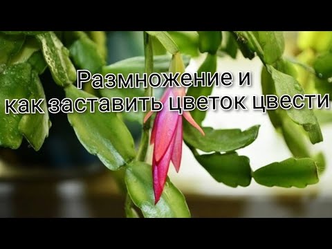 Видео: Размножение декабриста (шлюмбергеры, зигокатуса) черенками.