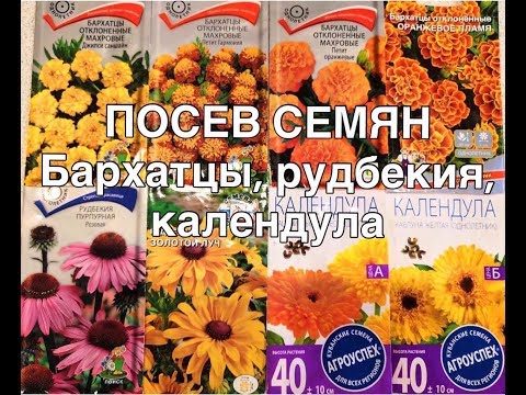 Видео: Посев семян | Бархатцы, рудбекия, календула
