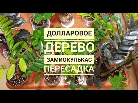 Видео: Пересадка замиокулькаса, долларовое дерево