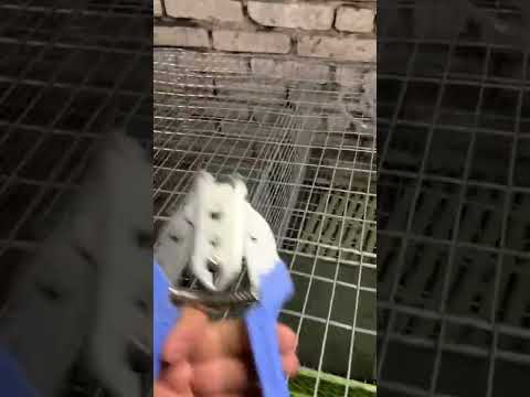 Видео: Клітка з сітки для кролі частина 2