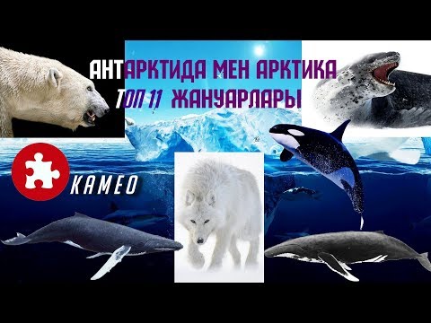 Видео: Антарктида мен Арктика, жануарлары. Топ 8,11 Соңғы кадр жануарлар әлемінің алдағы уақыты.