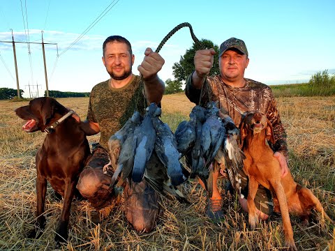 Видео: Открытие охоты 2020, Вяхирь на полях пшеницы, Pigeon hunting...#birdhunters