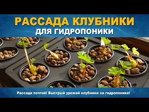 Видео: РАССАДА КЛУБНИКИ ДЛЯ ГИДРОПОНИКИ - Как высадить клубнику в гидропонику