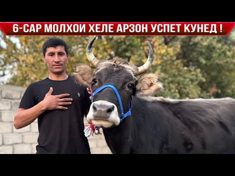 Видео: 6-САР МОЛҲОИ ХЕЛЕ АРЗОН УСПЕТ КУНЕД 1 ноября 2025 г.