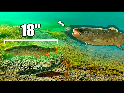 Видео: Поведение крупной форели раскрыто с помощью подводных съемок — Как поймать форель