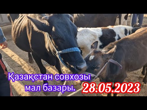 Видео: Шардара ауданы.Қазақстан совхозы мал базары, 28.05.2023