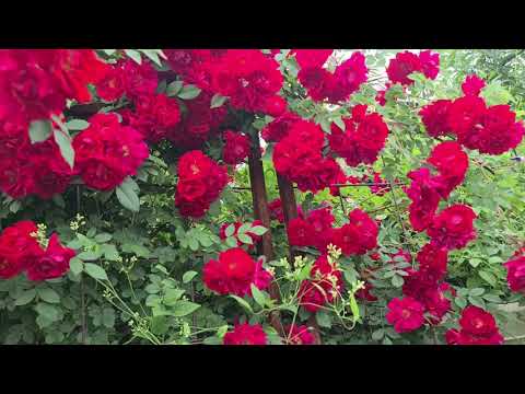 Видео: Начинаем весеннюю обработку сада | Розы. Клематисы. Гортензии.