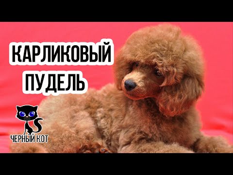 Видео: ✔ Карликовый пудель -  восхитительно смышлёный пёс!