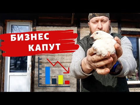 Видео: ПРОБЛЕМЫ С ПЕРЕПЕЛИНЫМ БИЗНЕСОМ...