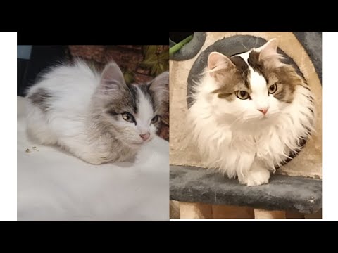 Видео: Знакомтесь Бася.