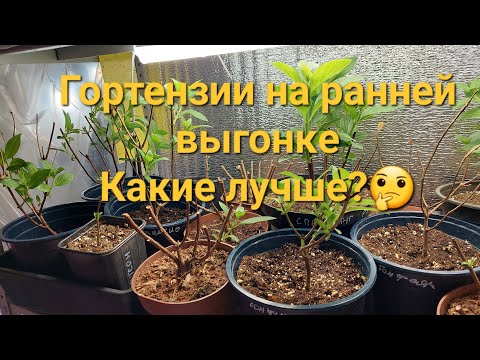 Видео: Занесла гортензии,но не все проснулись😪