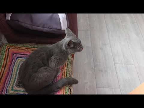 Видео: Влог. 120# наша повседневная жизнь . Выгуливали Дымку первый раз на улице.