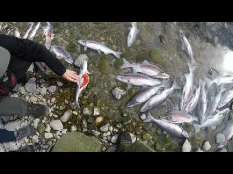 Видео: Что происходит с лососем после нереста?