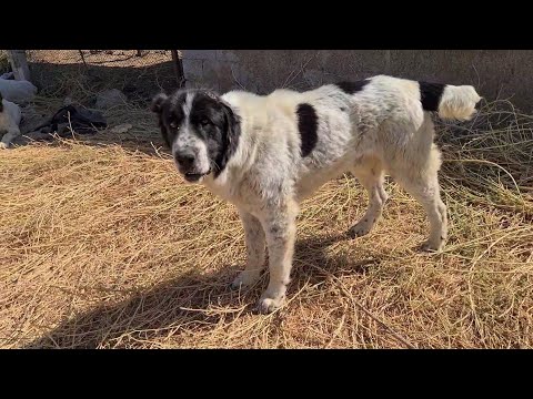 Видео: катастрофическое увечье в Борьбе за течную суху 21 день спустя. 