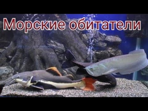 Видео: Влог с моря : ЛАЗАРЕВСКОЕ /ОКЕАНАРИУМ "ТРОПИЧЕСКАЯ АМАЗОНКА".